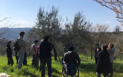Olive tree pruning workshop